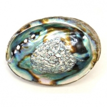images/categorieimages/abalone-new.jpg