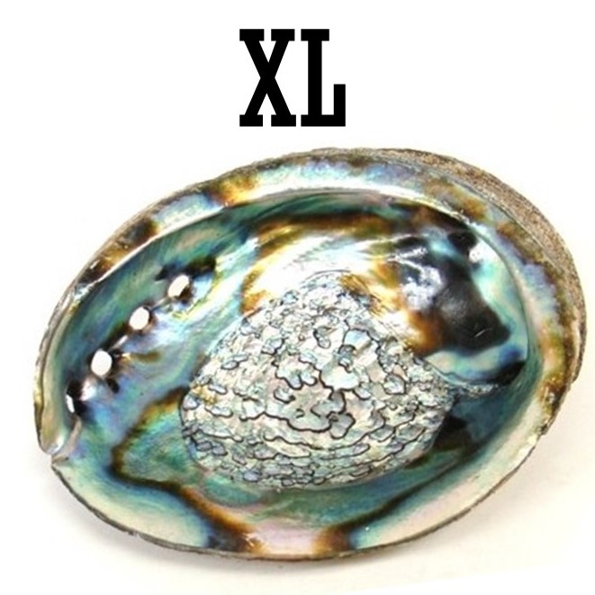 Abalone Schelp XL