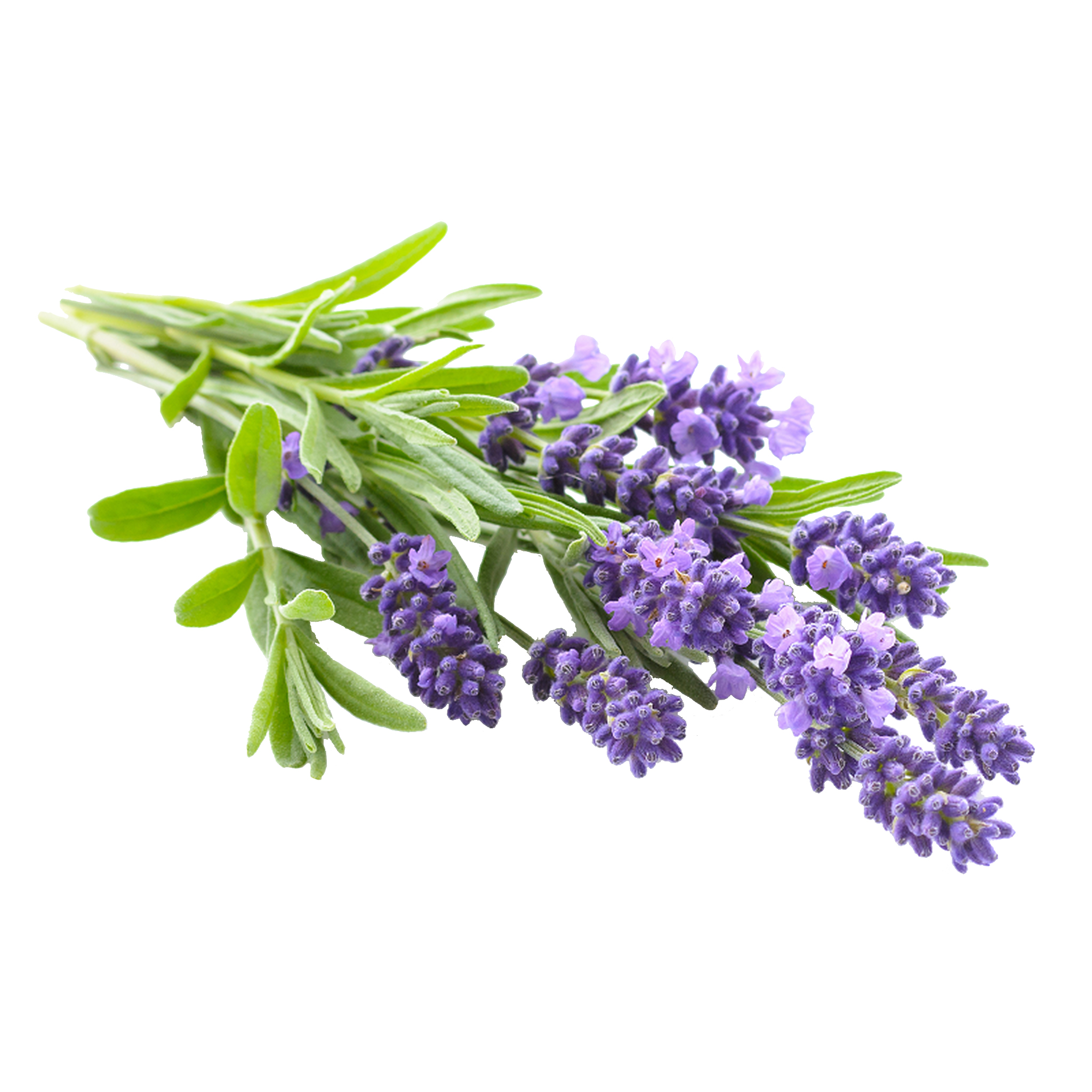 BIO lavender essential oil Jiri & Friends (5 ML)