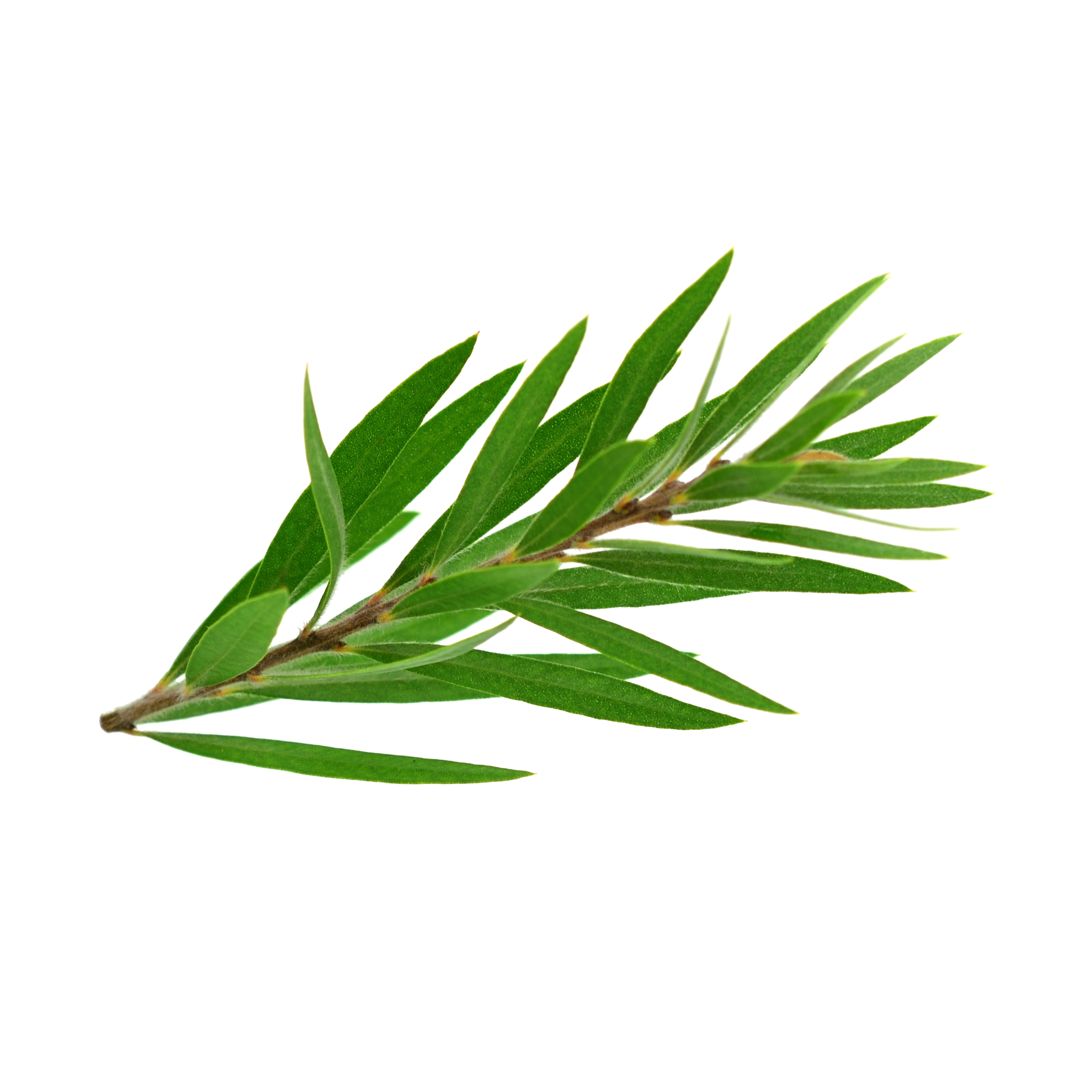 BIO tea tree essential oil Jiri & Friends (5 ML)
