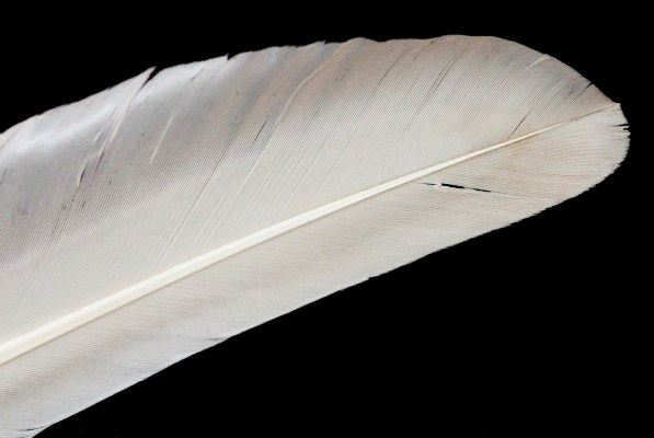 SWAN FEATHER