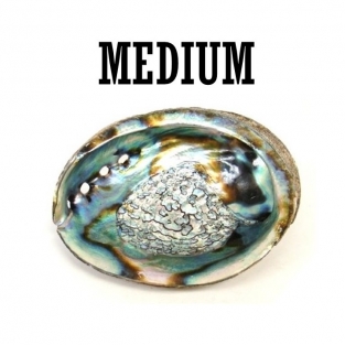  Abalone Shell Medium