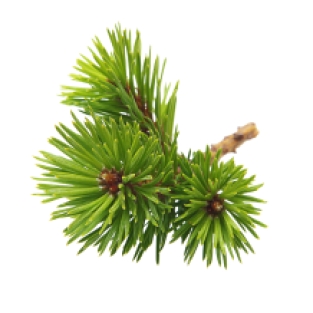 BIO pine tree essential oil Jiri & Friends(5 ML)