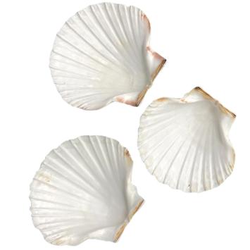 JACOBSMUSCHEL